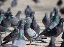 Flock of Pigeons Outdoors