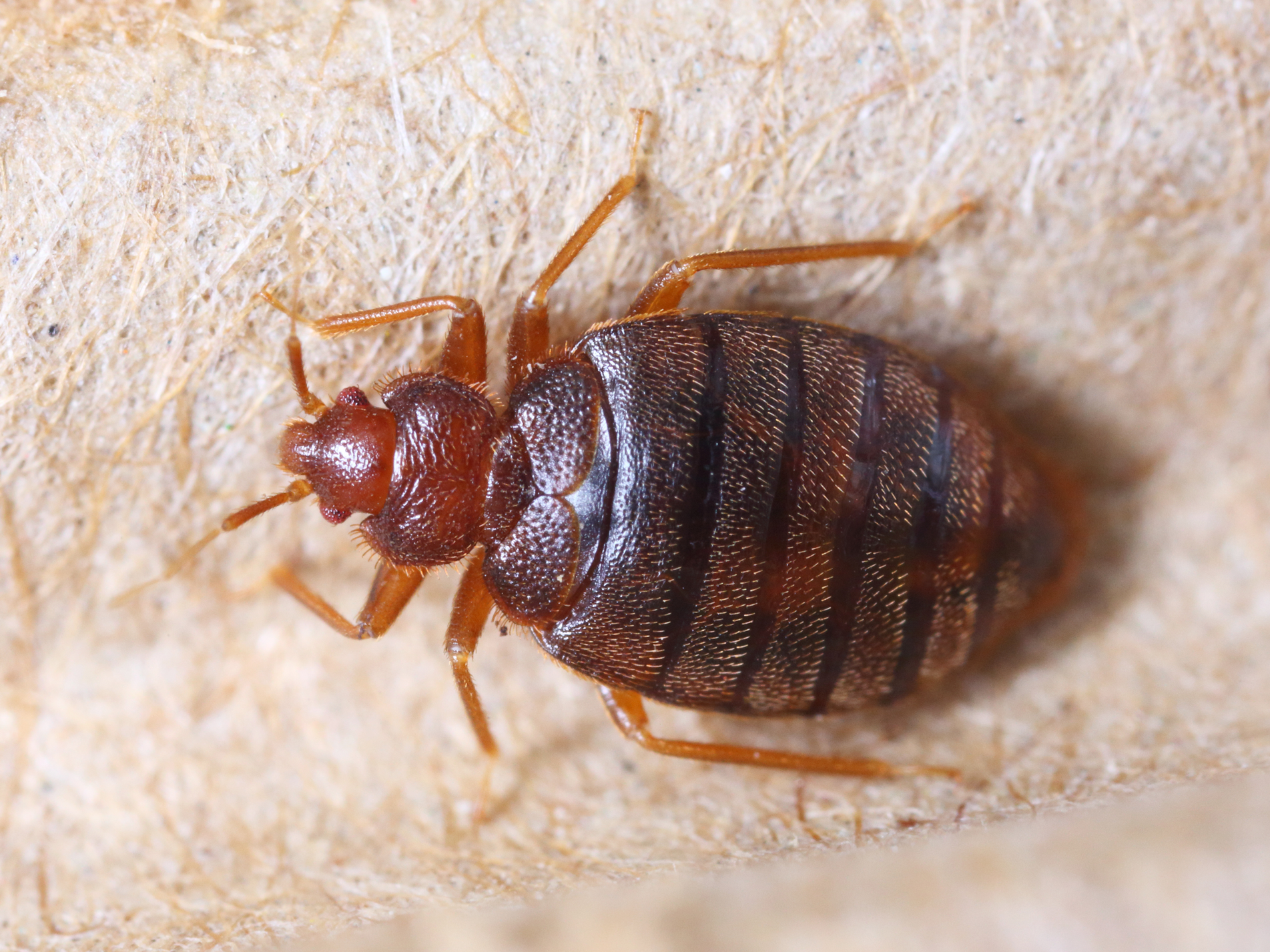 Bedbug-NPC-service