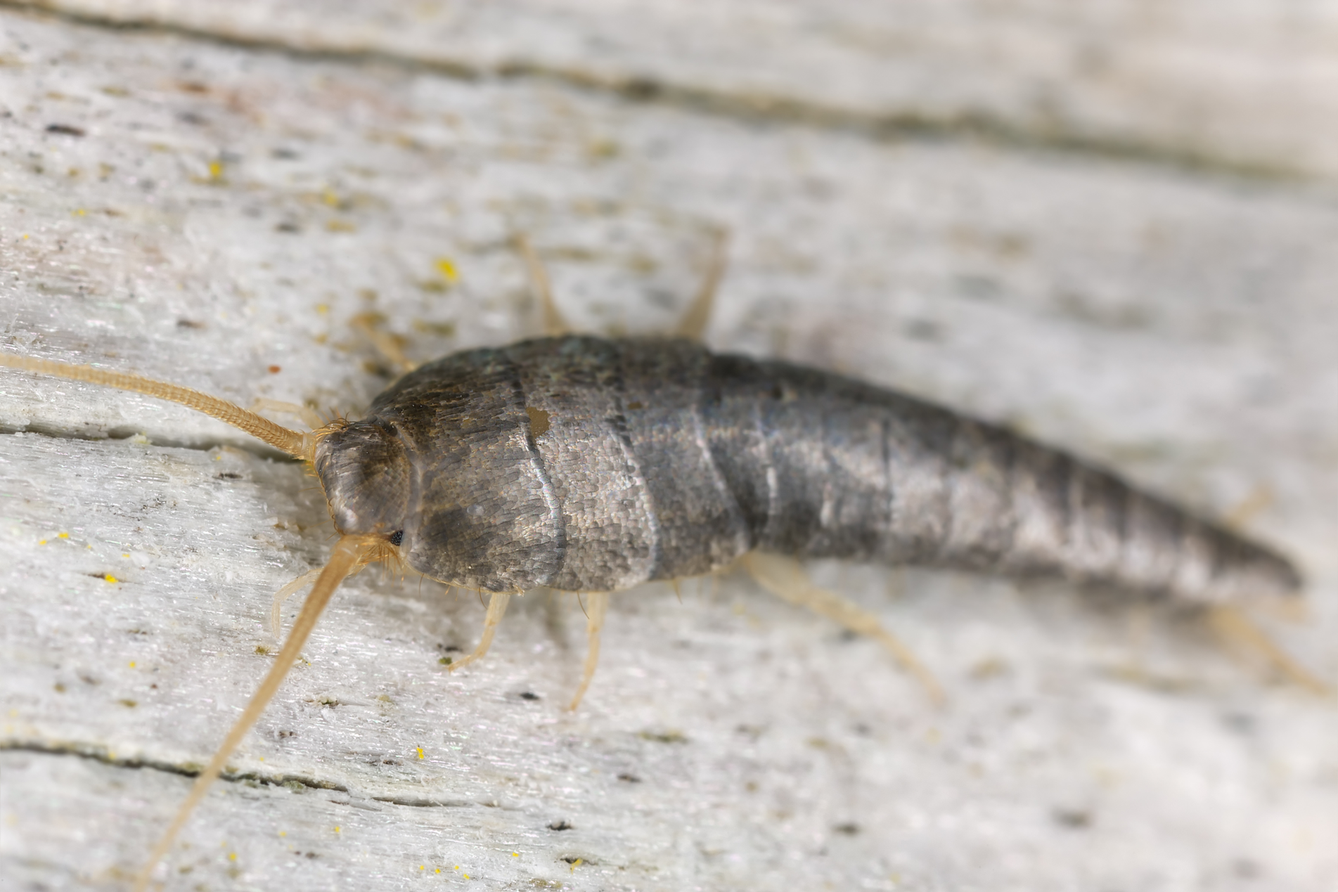Silverfish-NPC-service