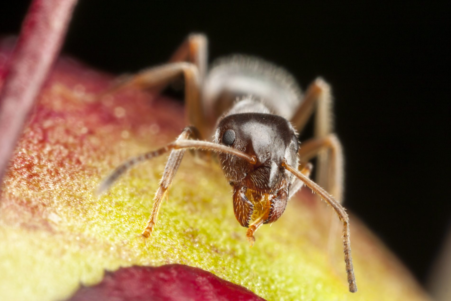 Pharaoh ant on peony
